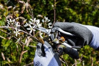 NEO SEKATOR DO MŁODYCH PĘDÓW 185MM ZAKRES DO 6MM.